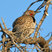 Northern Flicker